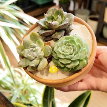 DIY Succulent Garden Kit With Step-By-Step Guides