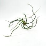 Tillandsia Bulbosa Bulbous Air Plant