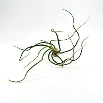 tillandsia bulbosa bulbous air plant close up