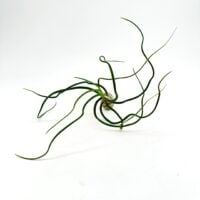 tillandsia bulbosa bulbous air plant close up