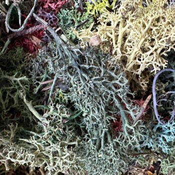 Preserved Reindeer Moss Colour Bundle