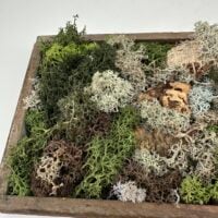 Close-up details of preserved moss, cork, and preserved Tillandsia from Lochnagar DIY Kit