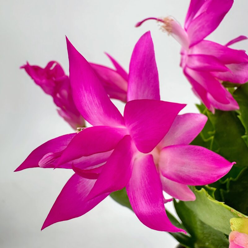 Pink Christmas Cactus Flower Macro Close-Up Schlumbergera Truncata Thanksgiving Cactus. Stunning tropical succulent with pink flowers.