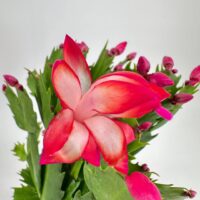 Schlumbergera Truncata Thanksgiving Cactus. Stunning tropical succulent with red flowers.
