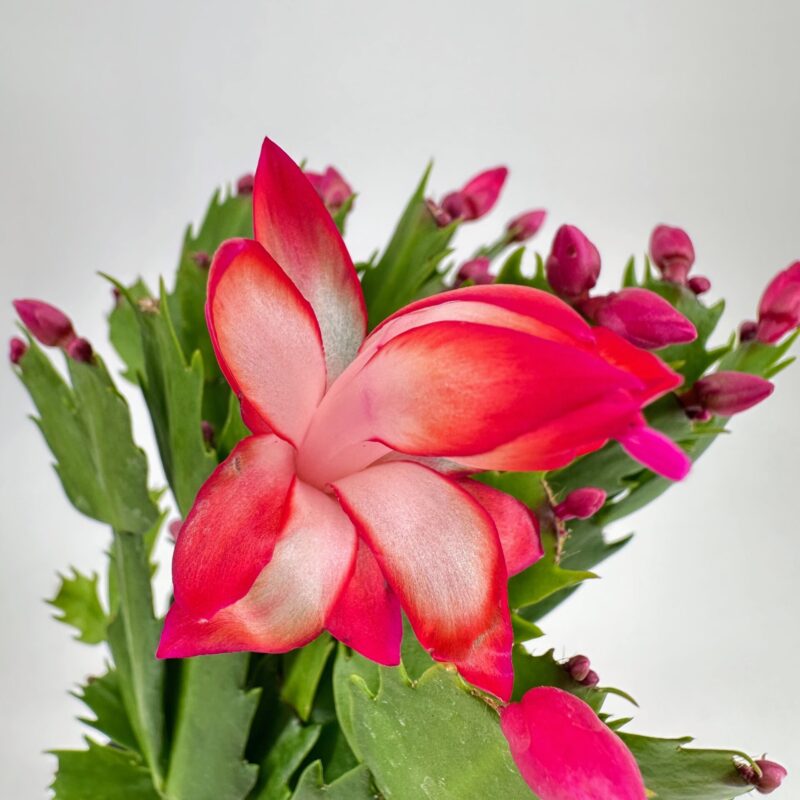 Pink Christmas Cactus Flower Macro Close-Up Schlumbergera Truncata Thanksgiving Cactus. Stunning tropical succulent with red flowers.