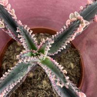 sVariegated Kalanchoe Daigremontiana Pink Butterfly