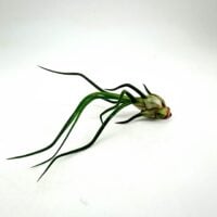 tillandsia bulbosa bulbous air plant close up