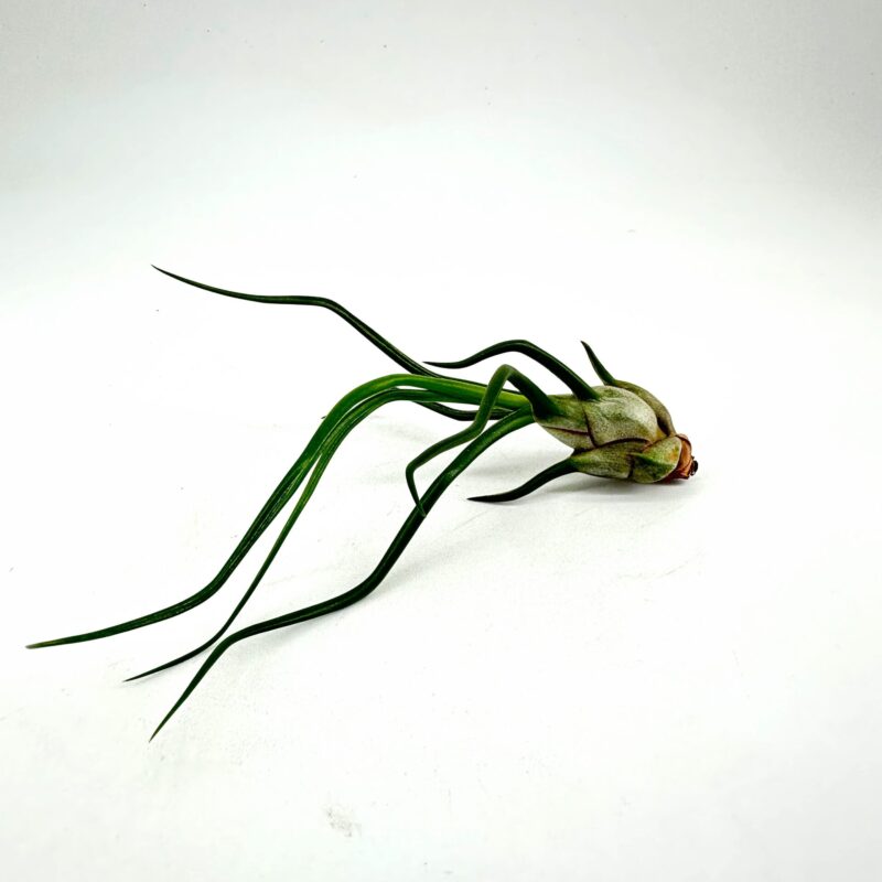 Tillandsia Bulbosa Bulbous Air Plant tillandsia bulbosa bulbous air plant close up