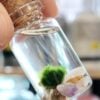 Mini Marimo Moss Ball Jar - With Illustrated Care Guide
