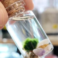 Mini Marimo Moss Ball Jar - With Illustrated Care Guide