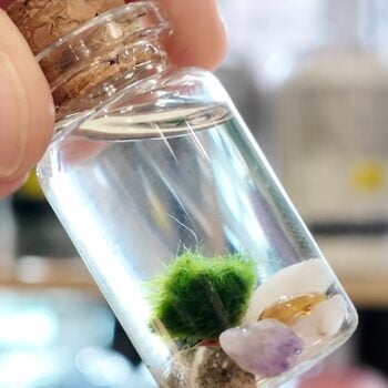 Mini Marimo Moss Ball Jar - With Illustrated Care Guide