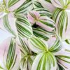 Tradescantia Albiflora Unicorn Friendship Plant