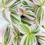 Tradescantia Albiflora Unicorn Friendship Plant