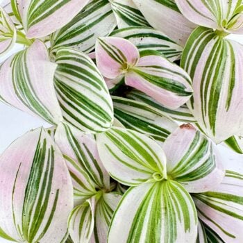 Tradescantia albiflora ‘Unicorn’ in nursery pot showing pastel pink trailing stems