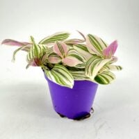 Soft pastel foliage of Tradescantia albiflora ‘Unicorn’ with cream and green tones