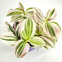 Tradescantia albiflora ‘Unicorn’ Friendship Plant with pastel pink and green leaves in nursery pot