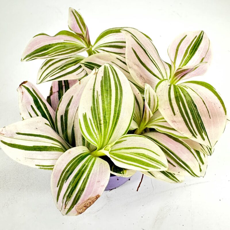 Tradescantia Albiflora Unicorn Friendship Plant Tradescantia albiflora ‘Unicorn’ Friendship Plant with pastel pink and green leaves in nursery pot