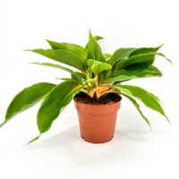 Chlorophytum Fire Flash Orange Spider Plant
