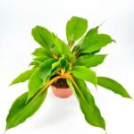 Chlorophytum Fire Flash Orange Spider Plant