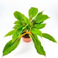 Chlorophytum Fire Flash Orange Spider Plant