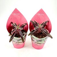 kVariegated Kalanchoe Daigremontiana Pink Butterfly