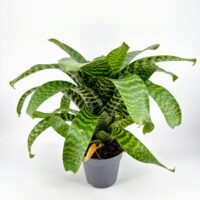 Zebra bromeliad indoor houseplant on a white background, tropical striped foliage.