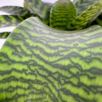 Vriesea hieroglyphica, King of Bromeliads, with wide green leaves marked by bold dark patterns in a rosette shape.