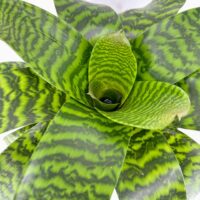 Top view of a bromeliad rosette, tropical houseplant with colourful foliage.