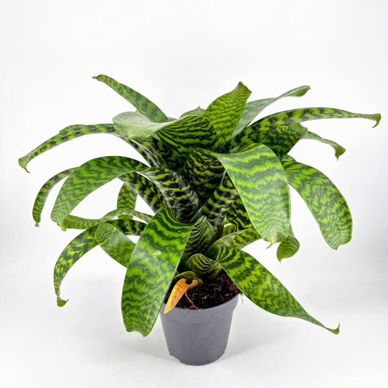 Vriesea Hieroglyphica King of Bromeliad Zebra bromeliad indoor houseplant on a white background, tropical striped foliage.