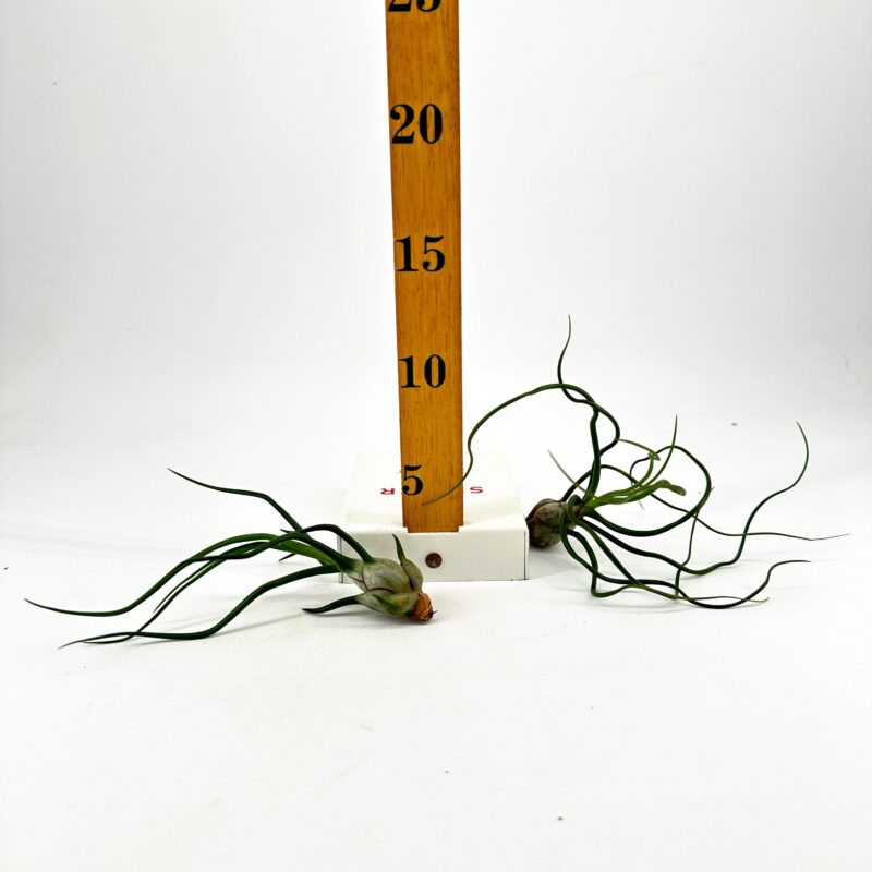 Tillandsia Bulbosa Bulbous Air Plant tillandsia bulbosa bulbous air plant group of plants