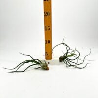 tillandsia bulbosa bulbous air plant group of plants