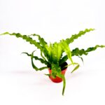 Asplenium Osaka Nidus Bird’s Nest Fern