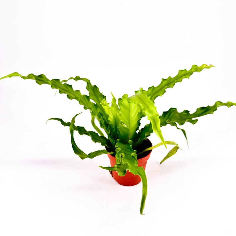 Asplenium Nidus Bird’s Nest Fern