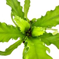 Asplenium Nidus Bird’s Nest Fern