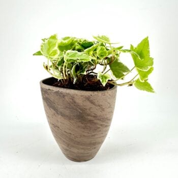 Brown Rustic Terracotta Planter 9cm