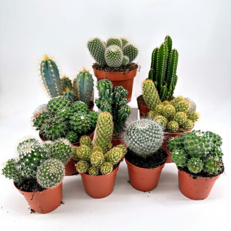 Easy to Care Cactus Mix Houseplants Easy to Care Cactus Mix Houseplants