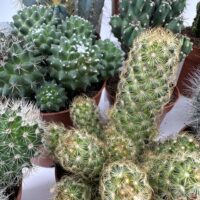 Easy to Care Cactus Mix Houseplants