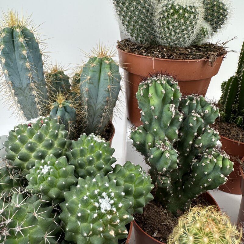 Easy to Care Cactus Mix Houseplants Easy to Care Cactus Mix Houseplants
