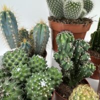 Easy to Care Cactus Mix Houseplants