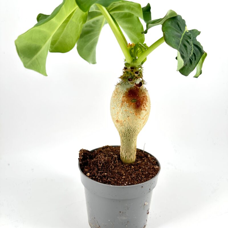 Jatropha Podagrica Orange - Buddha Belly Plant Jatropha Podagrica Orange - Buddha Belly Plant