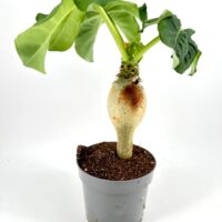 Jatropha Podagrica Orange - Buddha Belly Plant