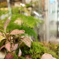 Classic Asparagus Fern and Fittonia Terrarium - Bioactive and Fully Assembled