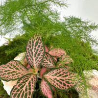 Classic Asparagus Fern and Fittonia Terrarium - Bioactive and Fully Assembled