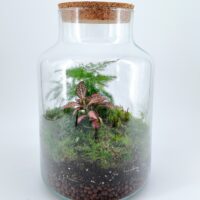 Classic Asparagus Fern and Fittonia Terrarium - Bioactive and Fully Assembled