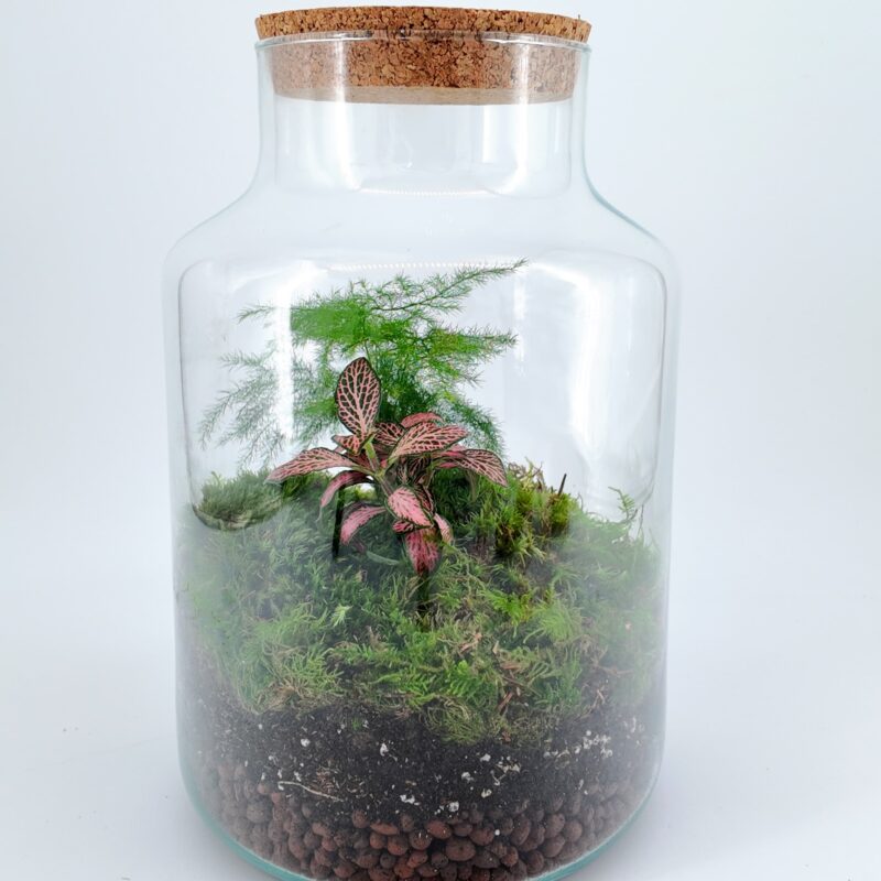 Classic Asparagus Fern and Fittonia Terrarium - Bioactive and Fully Assembled Classic Asparagus Fern and Fittonia Terrarium - Bioactive and Fully Assembled