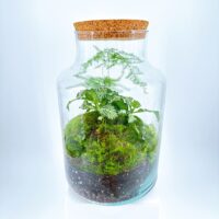 Classic Asparagus Fern and Fittonia Terrarium - Bioactive and Fully Assembled