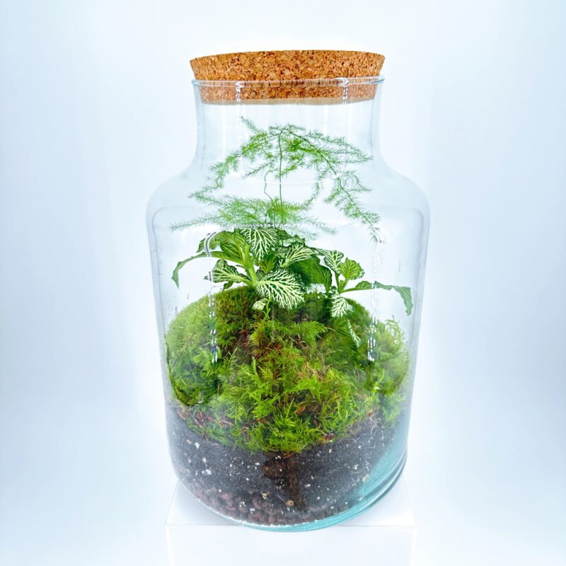 Classic Asparagus Fern and Fittonia Terrarium - Bioactive and Fully Assembled Classic Asparagus Fern and Fittonia Terrarium - Bioactive and Fully Assembled