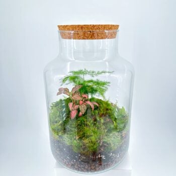Classic Asparagus Fern and Fittonia Terrarium - Bioactive and Fully Assembled