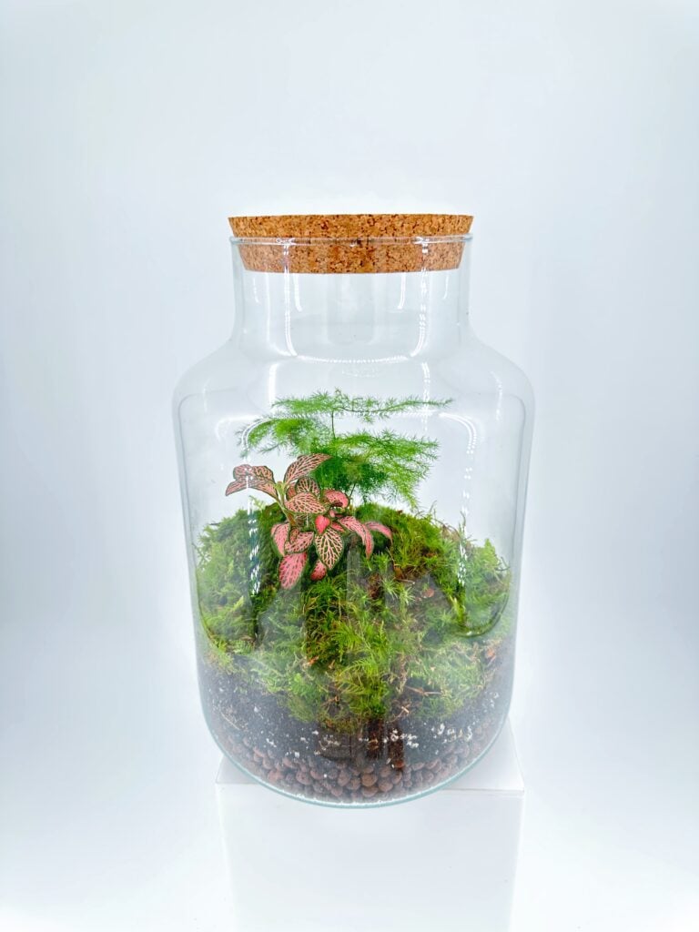 Classic Asparagus Fern and Fittonia Terrarium - Bioactive and Fully Assembled