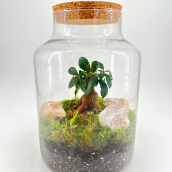 Classic Ficus Bonsai Terrarium - Bioactive and Fully Assembled